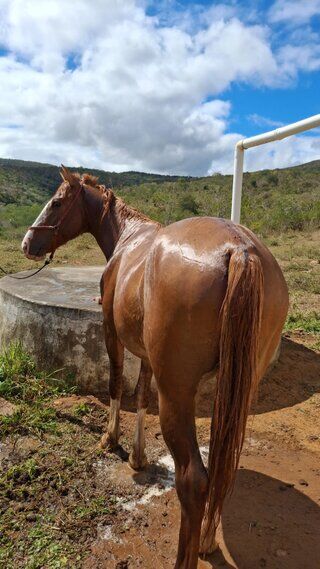 Imaagem Cavalo